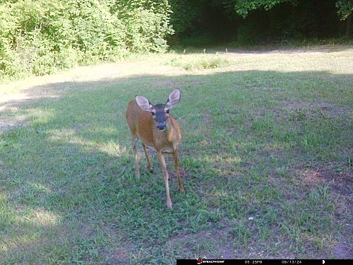 1 deer 22 jun.JPG